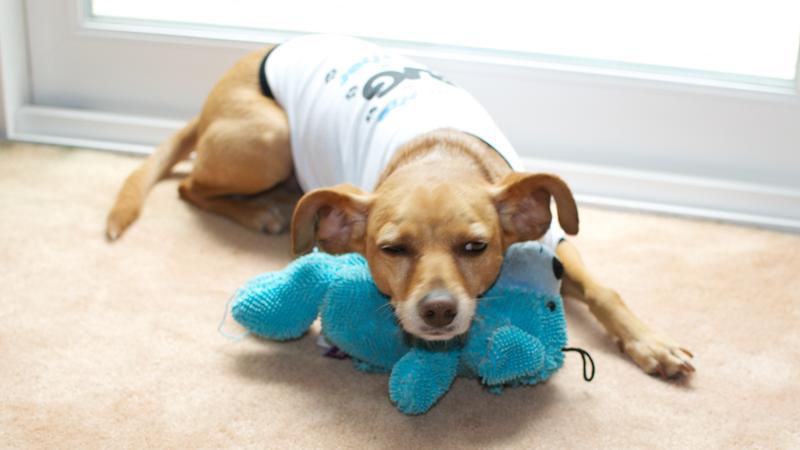 Ajax with his favorite toy